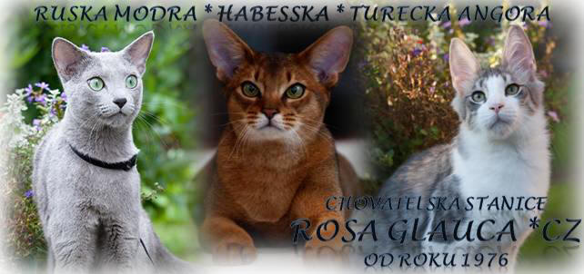 Ruska modra, Habesska, Turecka Angora chovatelska stanice Rosa Glauca